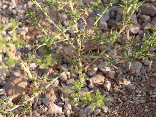 Amaranthus albus