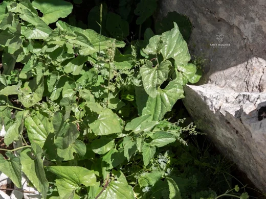 Aristolochia scabridula