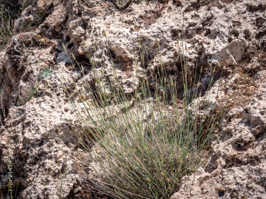Dianthus marinae