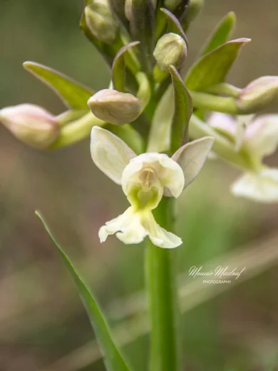Dactylorhiza romana subsp. romana