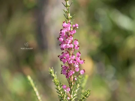 Erica manipuliflora