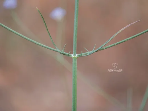 Cephalaria joppensis