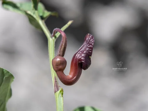 Aristolochia scabridula