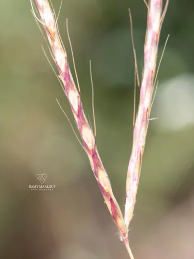 Andropogon distachyos