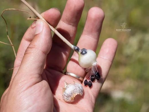 Allium pseudostamineum