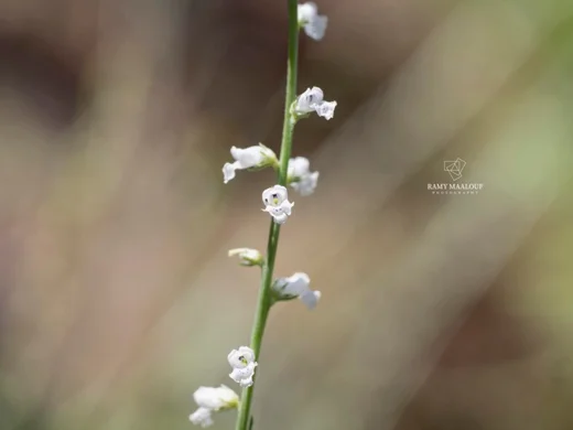 Anarrhinum orientale
