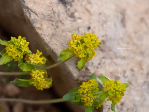 Cruciata taurica subsp. taurica