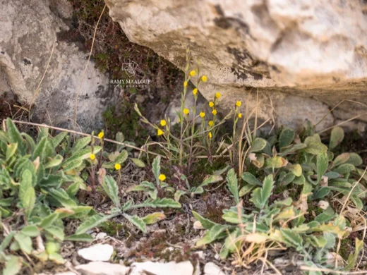Odontites aucheri