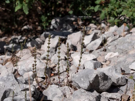 Micromeria juliana