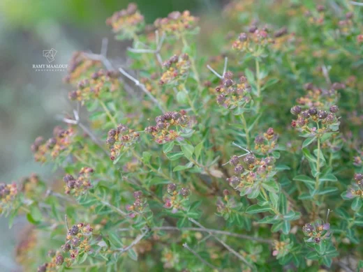 Euphorbia hierosolymitana var. hierosolymitana