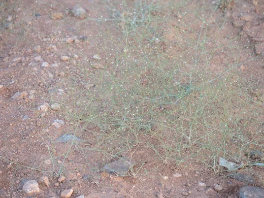 Gypsophila arabica