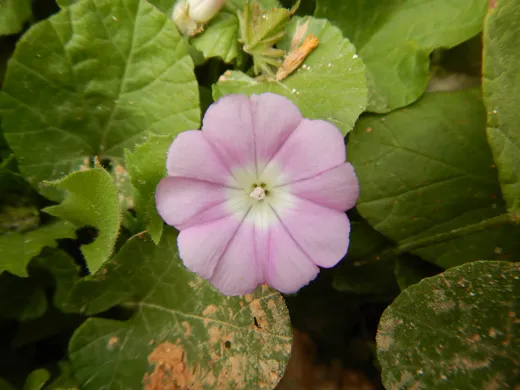 مدادة