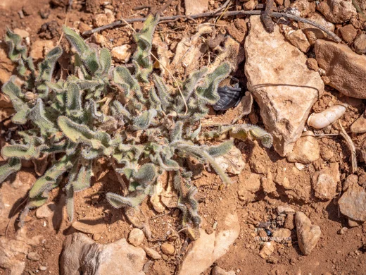Leontodon asperrimus