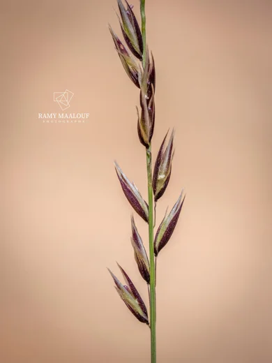 Melica inaequiglumis
