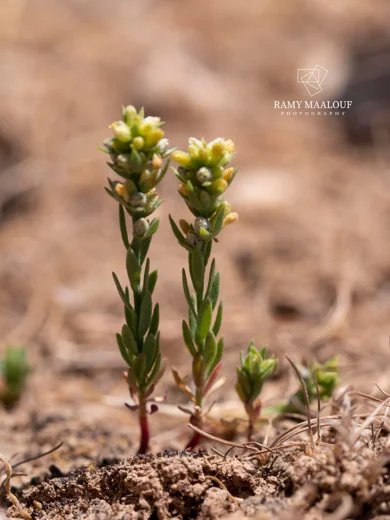 Thymelaea gussonei