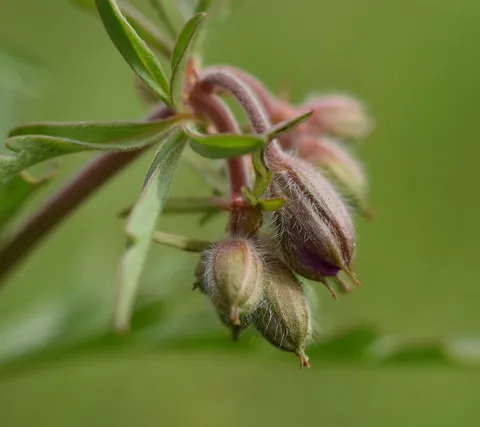 نسب المصنف - غير تجاري 4.0 دولي (CC BY-NC 4.0)- i naturalist.