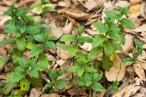 نسب المصنف - غير تجاري 4.0 دولي (CC BY-NC 4.0)- i naturalist.