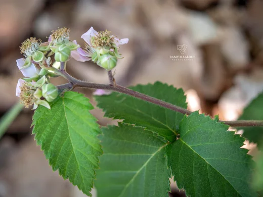 Rubus canescens