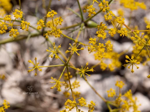 Bilacunaria boissieri