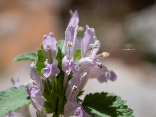 Lamium garganicum subsp. striatum