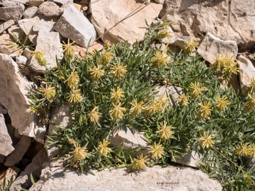 Centaurea drabifolia subsp. libanotica