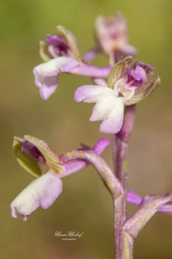 Anacamptis morio subsp. syriaca