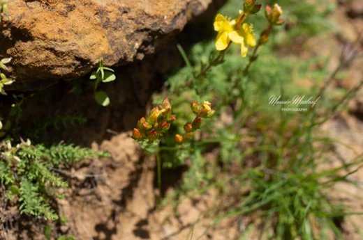 Hypericum stenobotrys