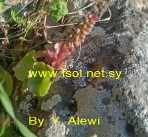 سرة أفقية