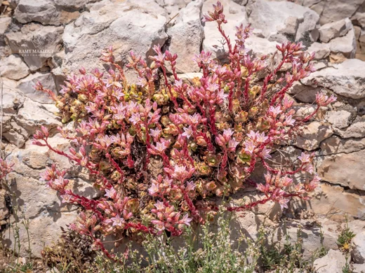 Rosularia sempervivum subsp. libanotica