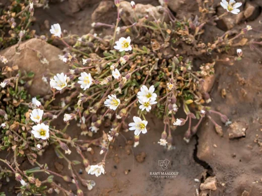Dichodon cerastoides