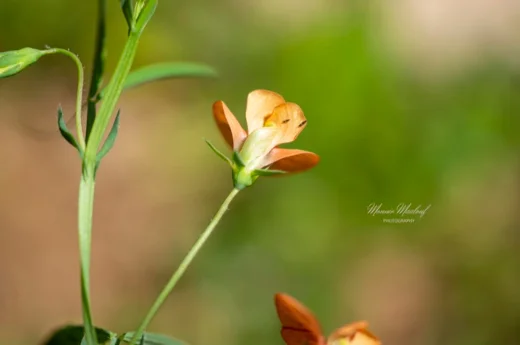 Lathyrus gorgoni