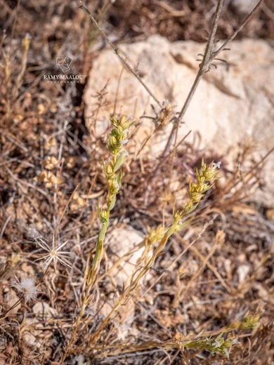 Linum strictum subsp. spicatum