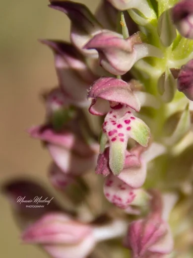 Anacamptis coriophora subsp. fragrans