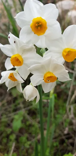 نرجس