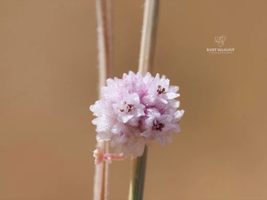 حامول مسطح الزهرة