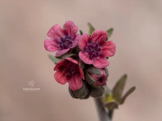Cynoglossum cedrorum