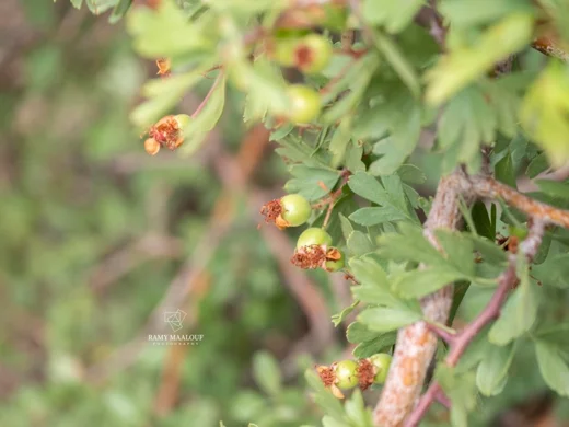 Crataegus × sinaica