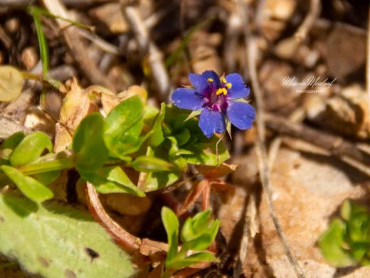 Lysimachia loeflingii