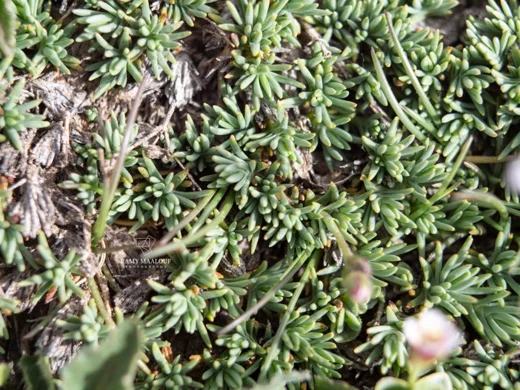 Cherleria rupestris