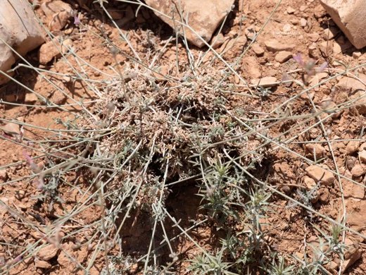 Astragalus trifoliolatus