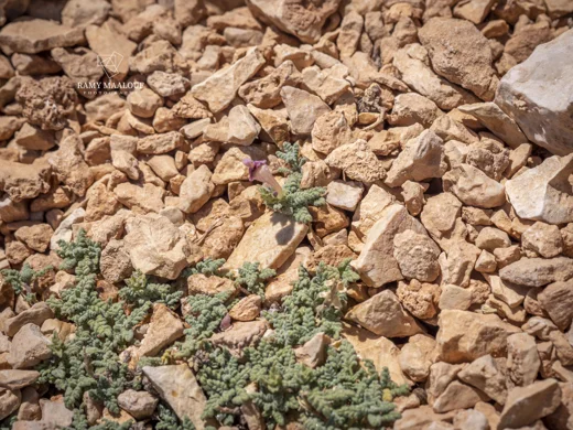 Scutellaria orientalis subsp. alpina