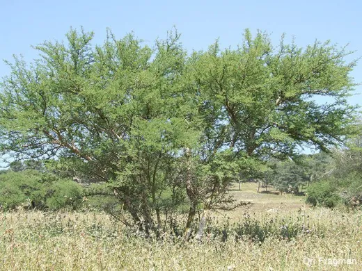 سمط