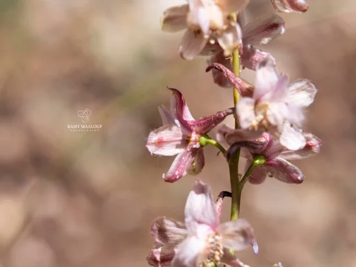 Delphinium fissum subsp. ithaburense