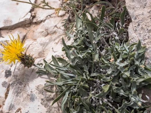 Centaurea drabifolia subsp. libanotica