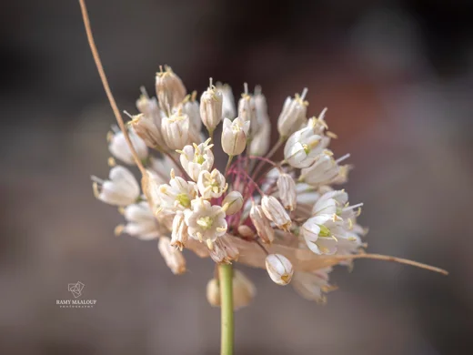 Allium pallens