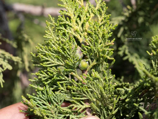 Juniperus excelsa