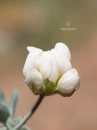 Lotus gebelia subsp. libanoticus