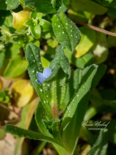 Melanortocarya obtusifolia