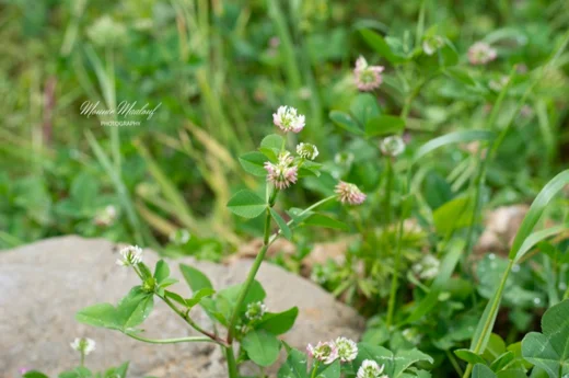 Trifolium nigrescens subsp. petrisavii