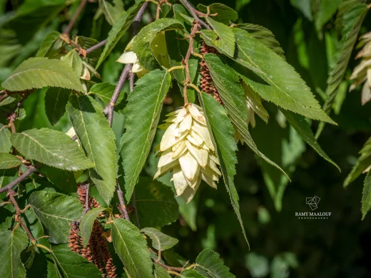 Ostrya carpinifolia